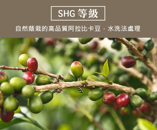 shg等級
