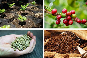 四張圖片_種子發芽、紅色果實、果實脫殼(生咖啡豆)、烘焙過後的咖啡豆